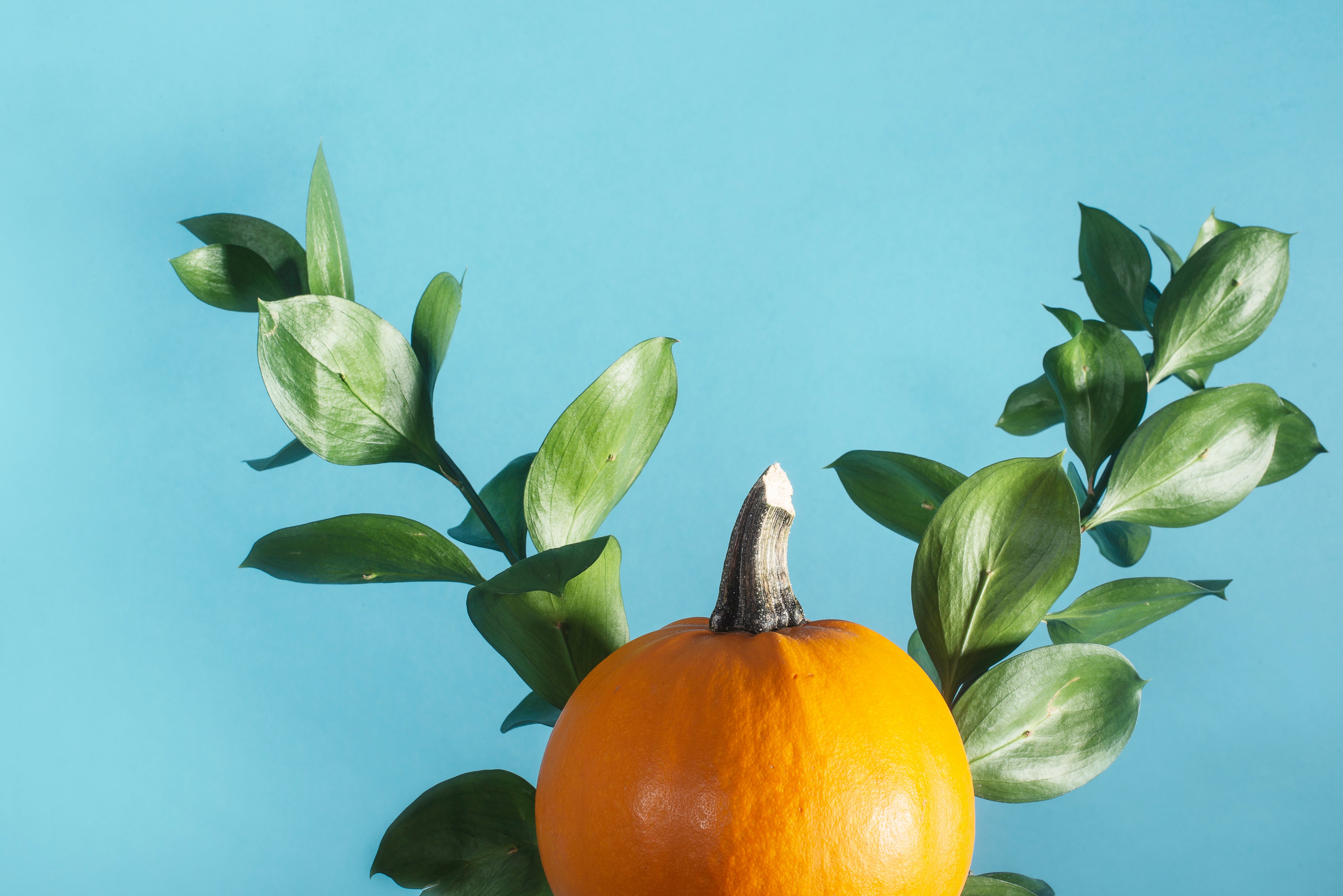 small-orange-pumpkin-with-green-leaves-behind.jpg